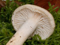 Hygrophorus lindtneri